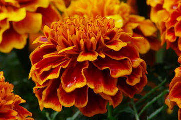 Tagetes 4