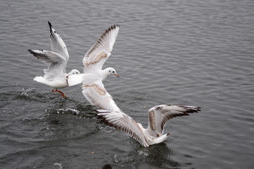 Fototapeta na wymiar gulls on the river