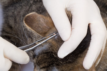 tick removal of a cat