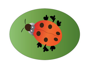 Ladybug