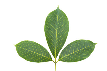 Rubber leaf isolated with clipping path