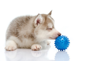 Siberian husky playing with a ball