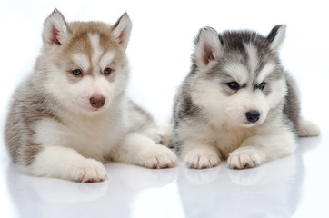 Cute little husky puppy isolated