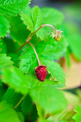 wild red strawberry with green leaves