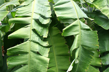 the image of banana leaves