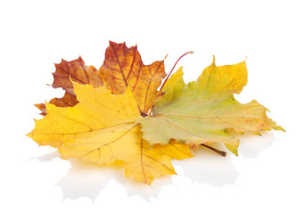 Colorful autumn maple leaves