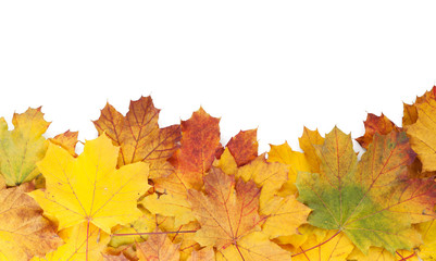 Fototapeta na wymiar Colorful autumn maple leaves frame