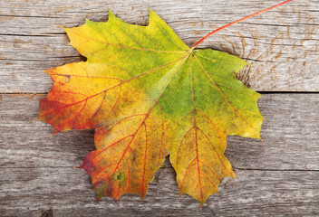 Colorful autumn maple leaf