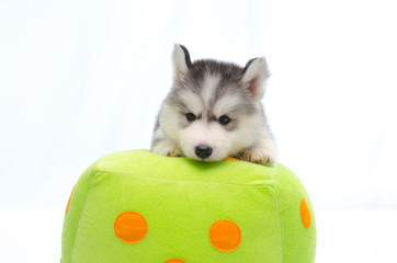 Siberian husky on dice pillow