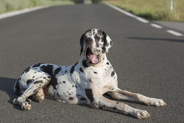 Dog lying down on street