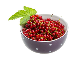 Red currant