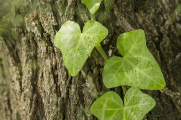 ivy leaves