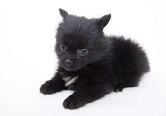 German Spitz puppy on a white background  l.