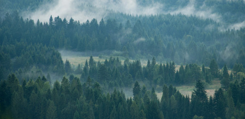 Mist covering the pine trees in mountains