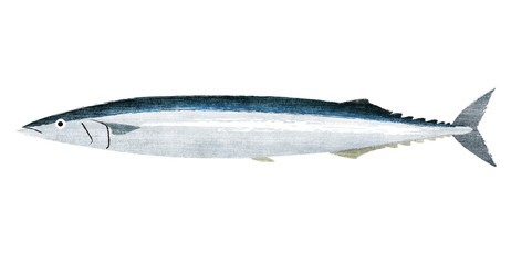 秋刀魚(一匹)