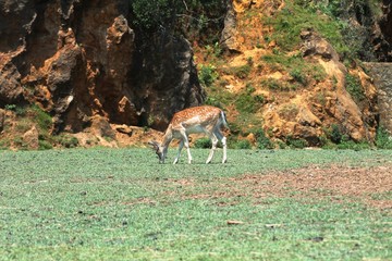 Ciervo comiendo