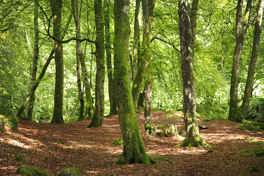 wald