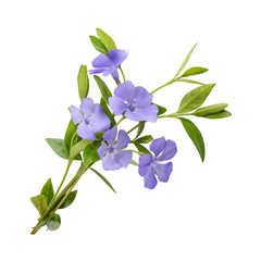 Fototapeta premium Periwinkle, Vinca minor isolated on white background