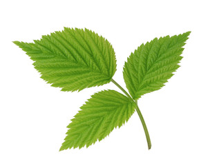 Green leaf of raspberry isolated on white