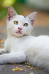 Naklejka na ściany i meble Close-up of a street cat