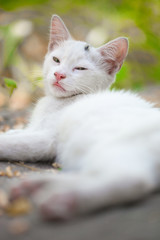 Close-up of a street cat