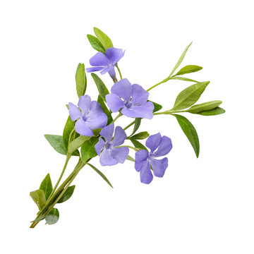 Fototapeta Periwinkle, Vinca minor isolated on white background