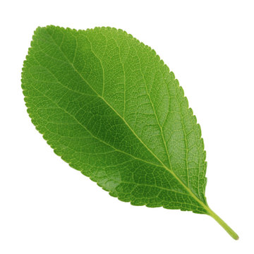 plum leaf isolated on white