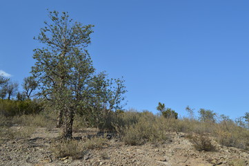 Estérel7