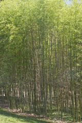 Fototapeta premium Bamboo Forest