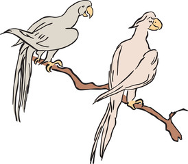 Parrots