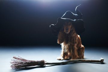 dog sitting in a witches hat