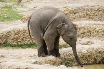 Junger Elefant