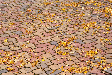 autumn maple leaves on the sidewalk
