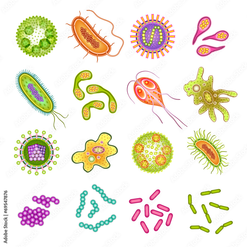 Poster Bacteria and virus cells