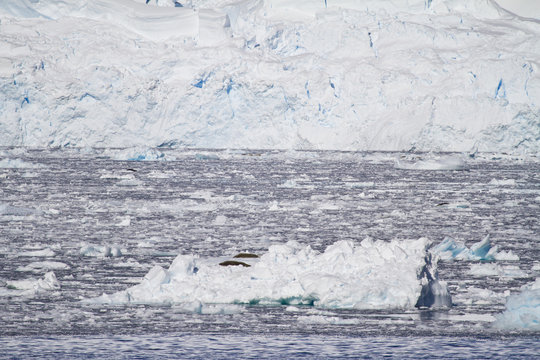 Antarctica - Seals In Natural Habitat