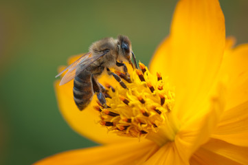 Bee on an orange flower