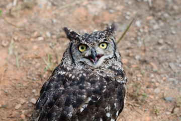 Sguardo di gufo