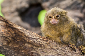 Pygmy Marmoset