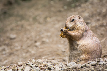 Prairie Dog
