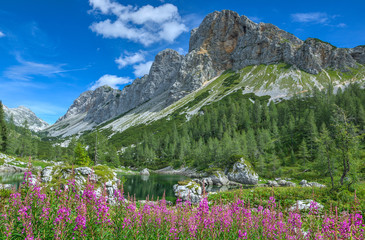 Flowers in the mountain meadow in Julian Alps