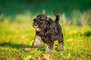 Miniature schnauzer puppy running
