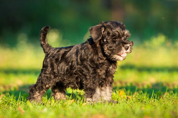 Miniature schnauzer puppy