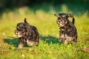 Fototapeta na wymiar Miniature schnauzer puppies running