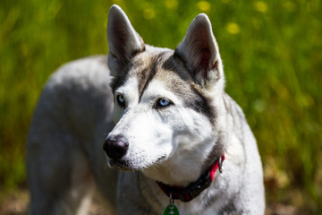 Obraz premium Edler Hund