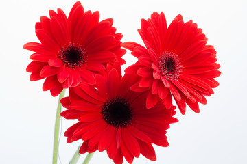 red gerbera daisy flower