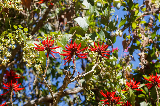 Red flowers of brazilian tree Erythrina speciosa (Coral tree, Fl