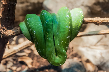 green tree python