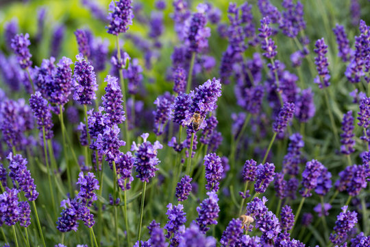 Fototapeta Gardens with the flourishing lavender