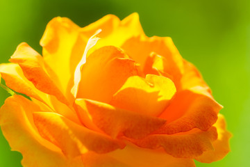 Fototapeta na wymiar Nature. Orange rose flower for background
