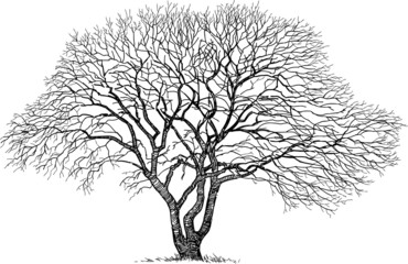 silhouette of the old tree